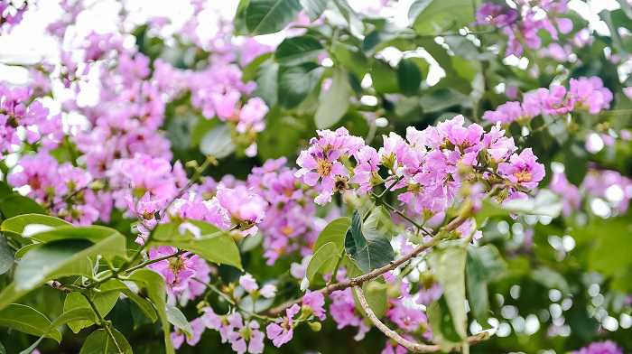 Hãy chiêm ngưỡng vẻ đẹp của mùa hoa tháng 5 tại Hà Nội, khi những cành hoa cải xoắn khổng lồ và những bông hoa nở rộ trên các con phố. Đó chắc chắn là một trải nghiệm đáng nhớ cho mọi du khách yêu thích thiên nhiên và muốn tìm hiểu về văn hóa và lịch sử của thành phố cổ này.